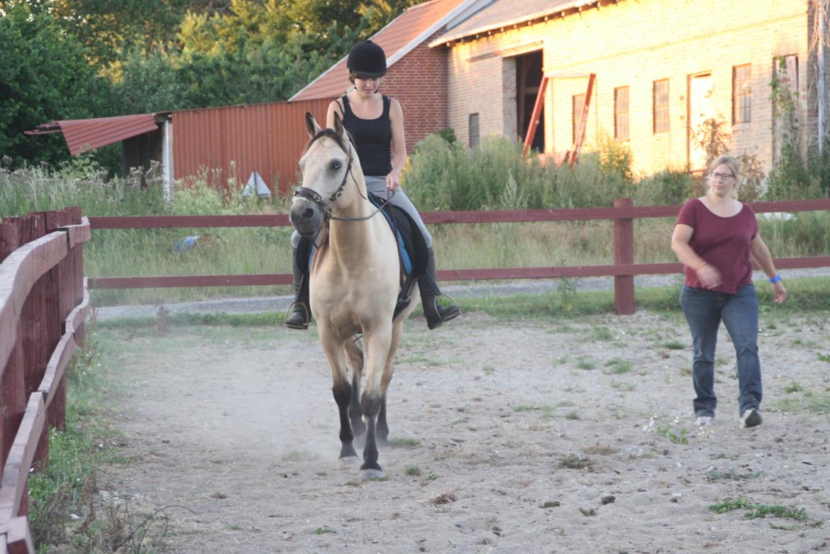 Anden særlig race - Homie - Undervisning med stor koncentration! Første forsøg på versade fra ryggen - de 3 spor og bøjning er opnået, dog mangler frem og nedad søgningen endnu. - Juli 2013 billede 15