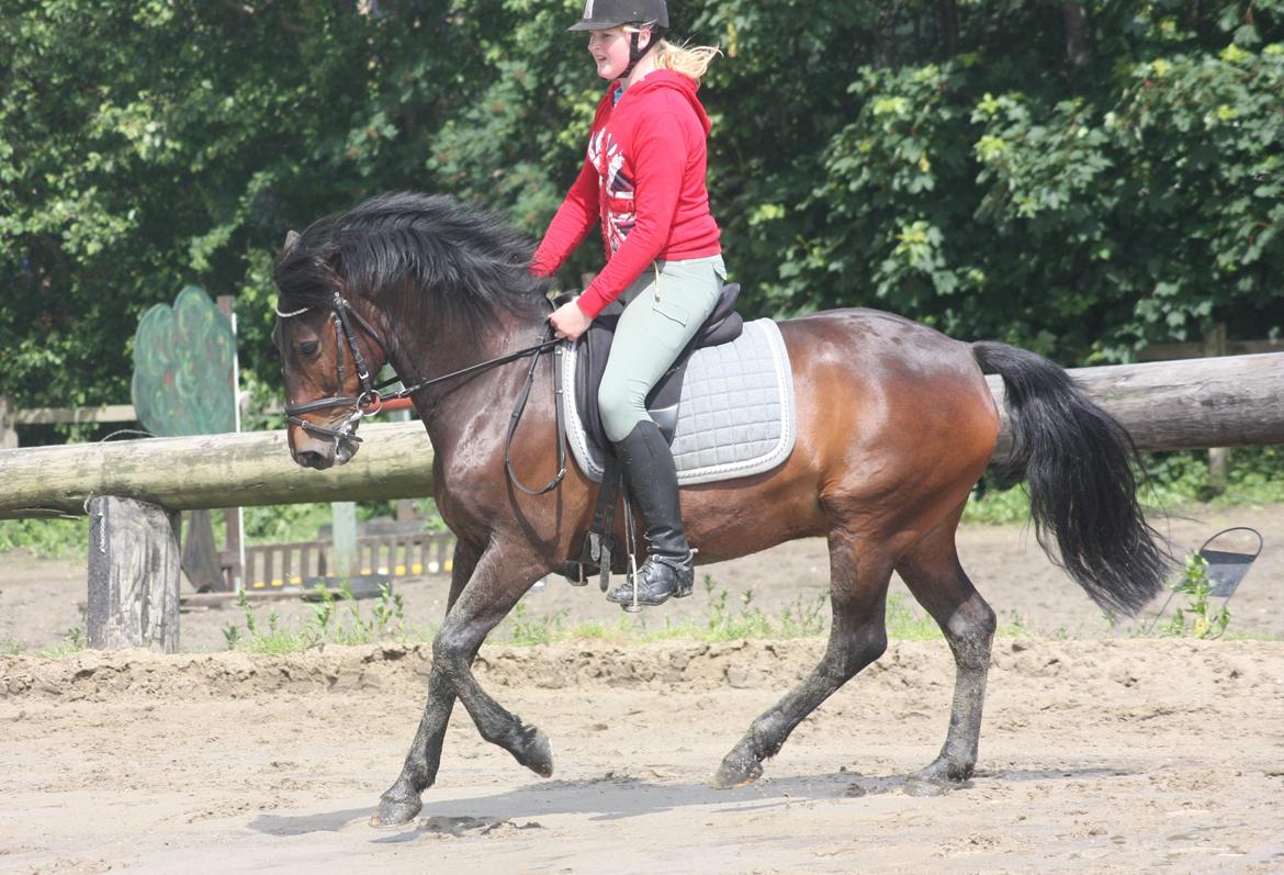 New Forest Elmholts Granat - billedet er taget af: Malene billede 12