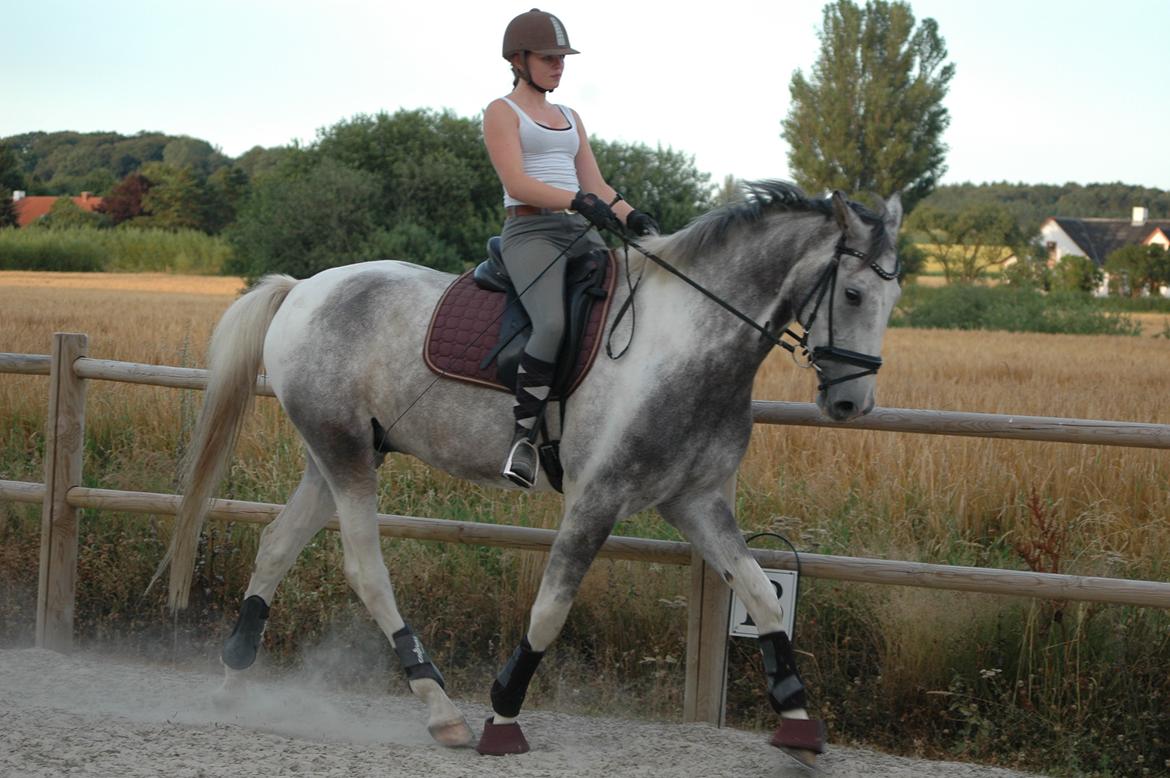 Knabstrupper Søgaardens Marlboro billede 1