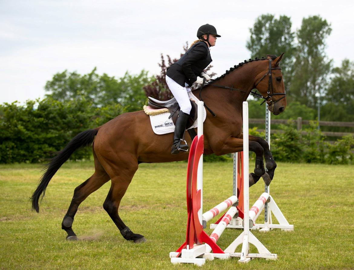 Anden særlig race Ricki billede 12