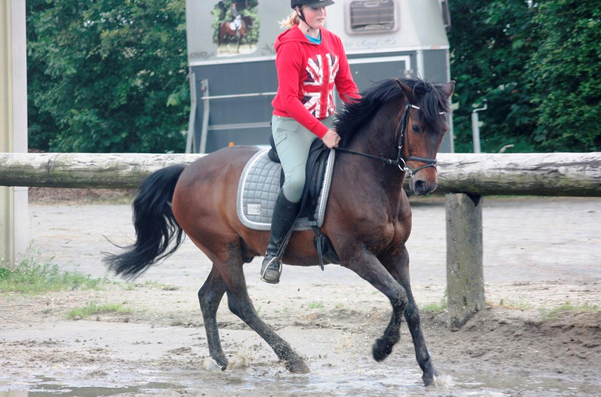 New Forest Elmholts Granat - billedet er taget af: Malene billede 7