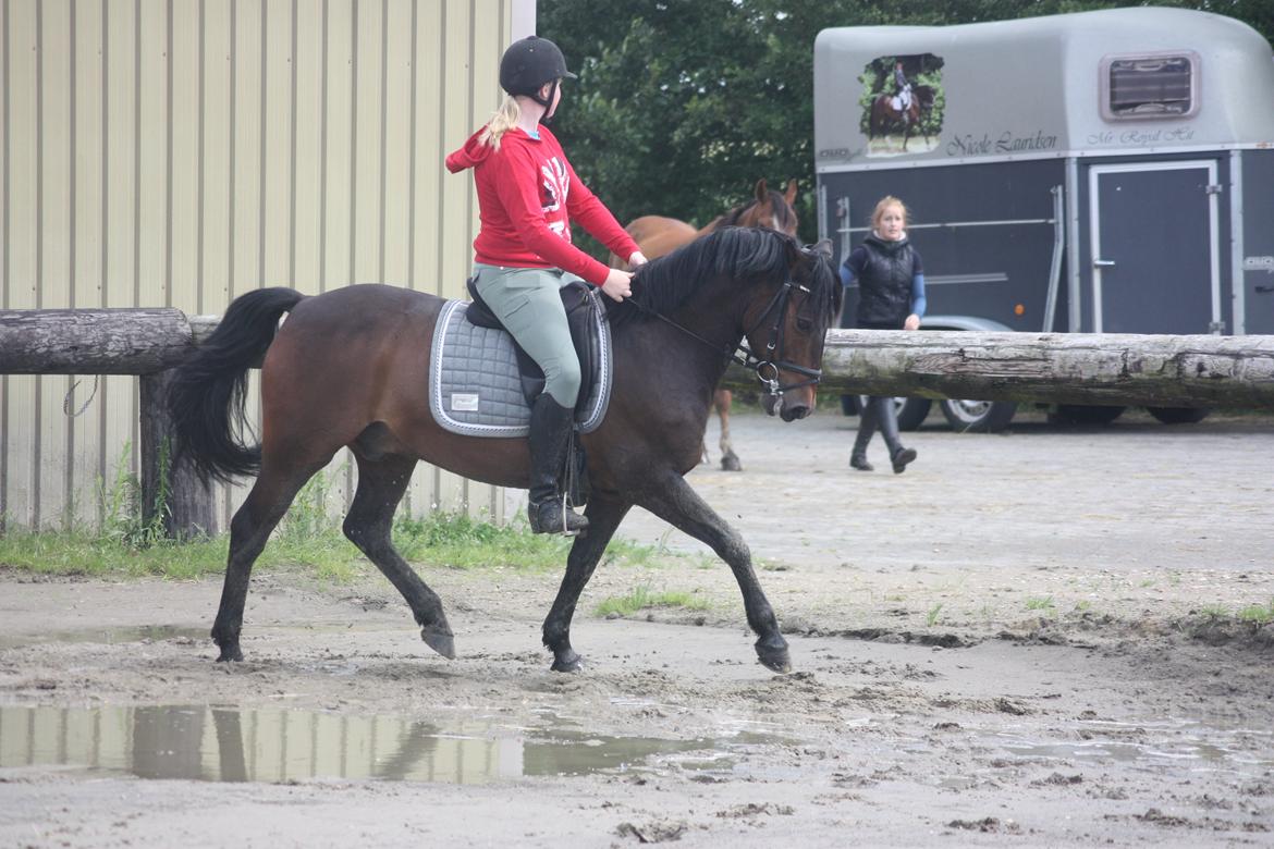 New Forest Elmholts Granat - billedet er taget af: Malene billede 13