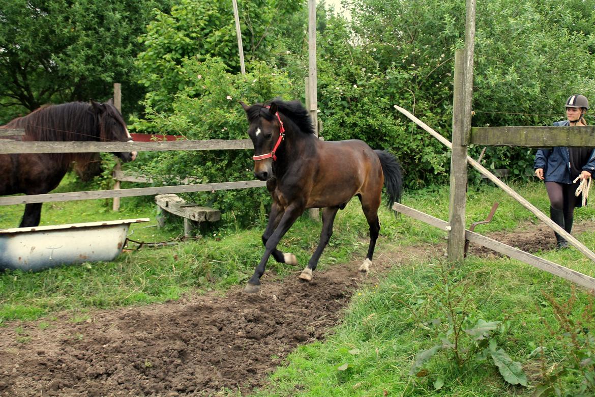 New Forest Elmholts Furore  - Baby på vej på fold <3 Foto: Simone Ø billede 5