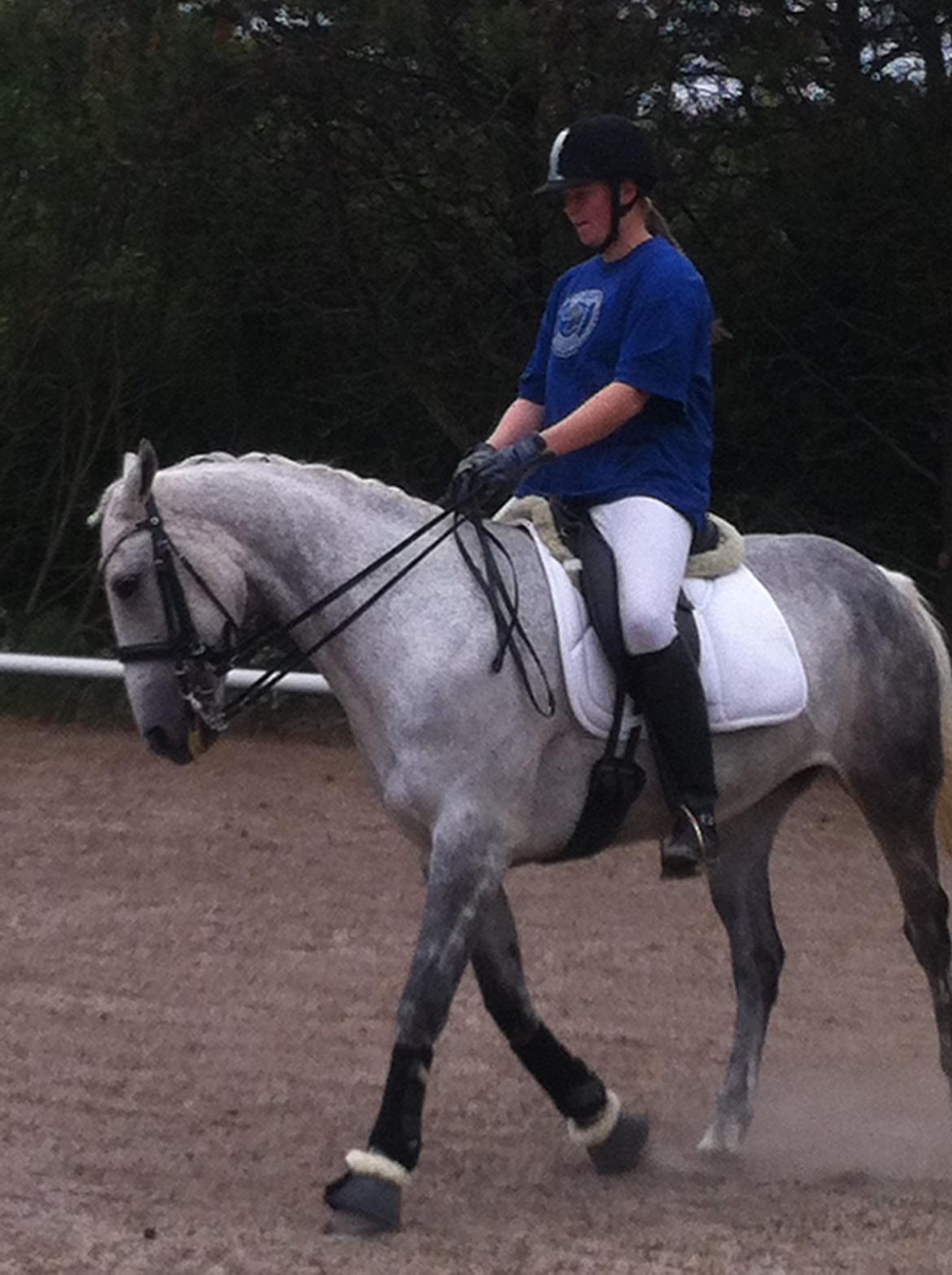 Anden særlig race Miss Flicka billede 21