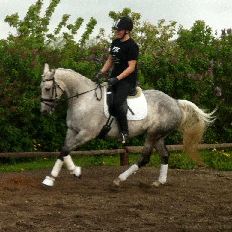 Anden særlig race Miss Flicka billede 23