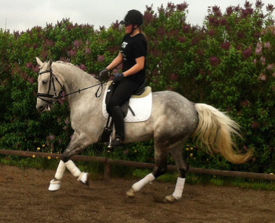 Anden særlig race Miss Flicka billede 24