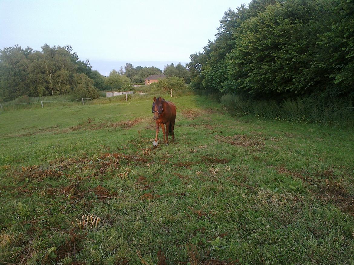 DSP Tofts Gambler billede 13