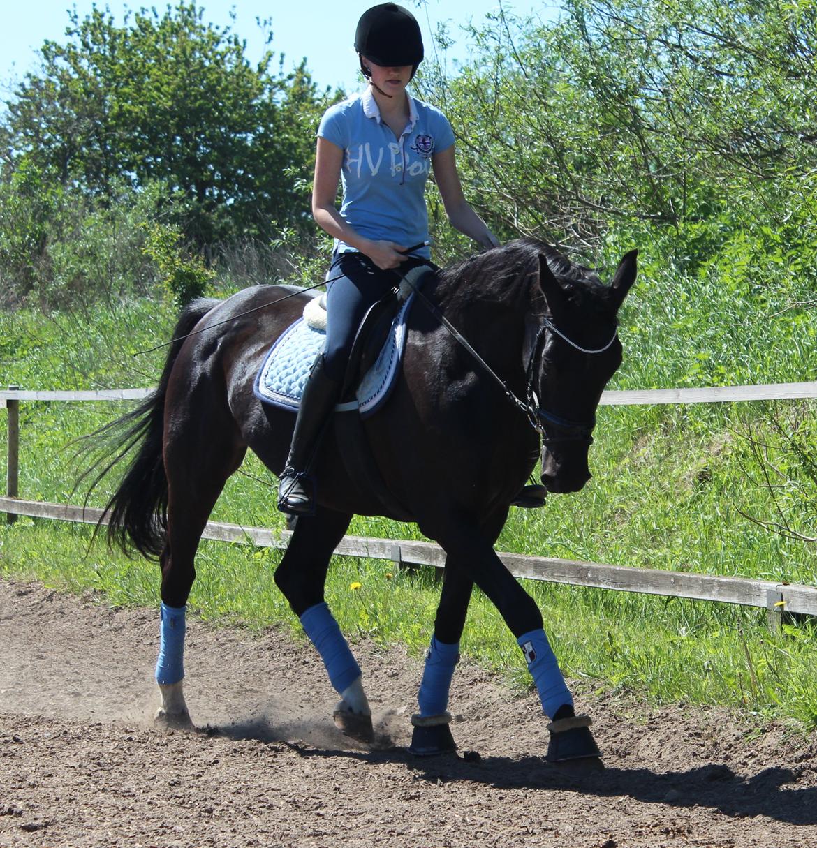 Dansk Varmblod Tranholms Patri - I will fight for you to your heart stop beating<3 billede 20