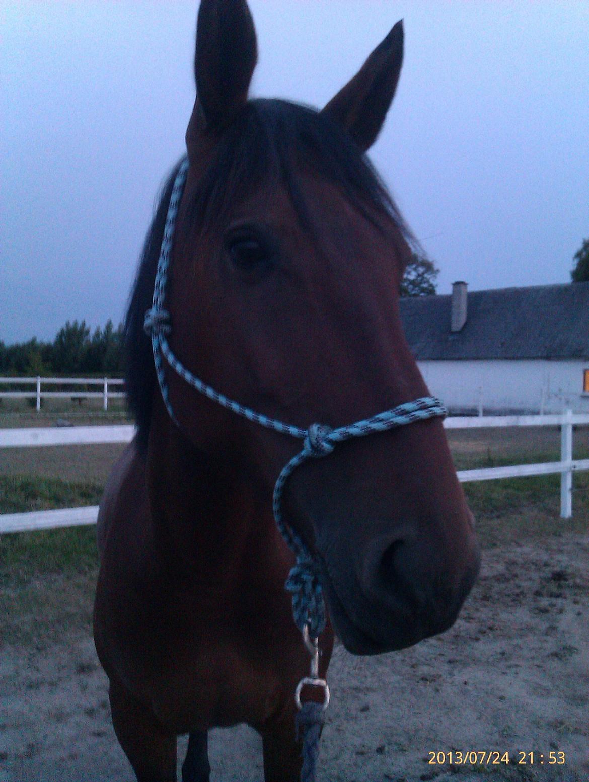 Anden særlig race Babe billede 2