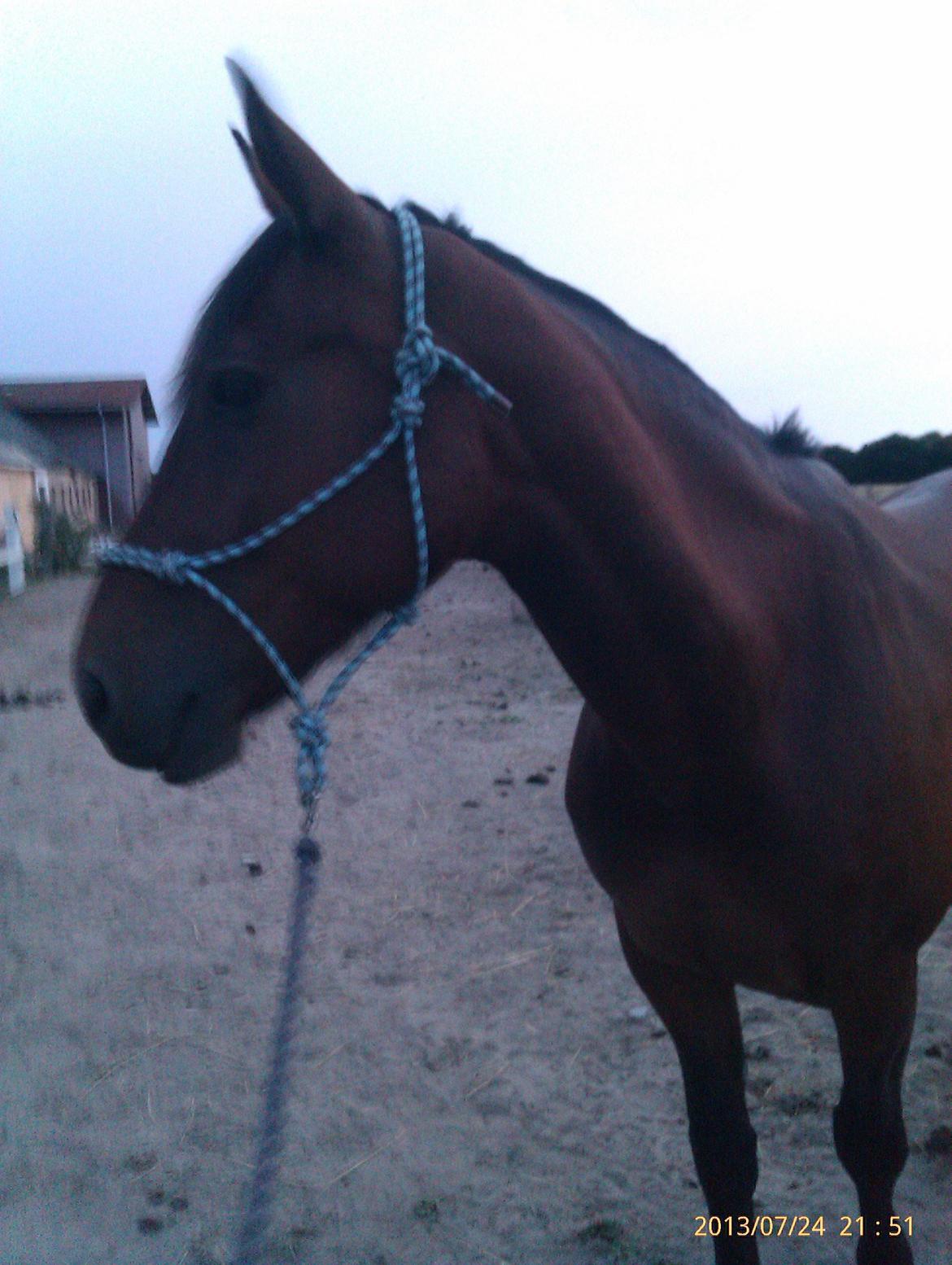 Anden særlig race Babe billede 4