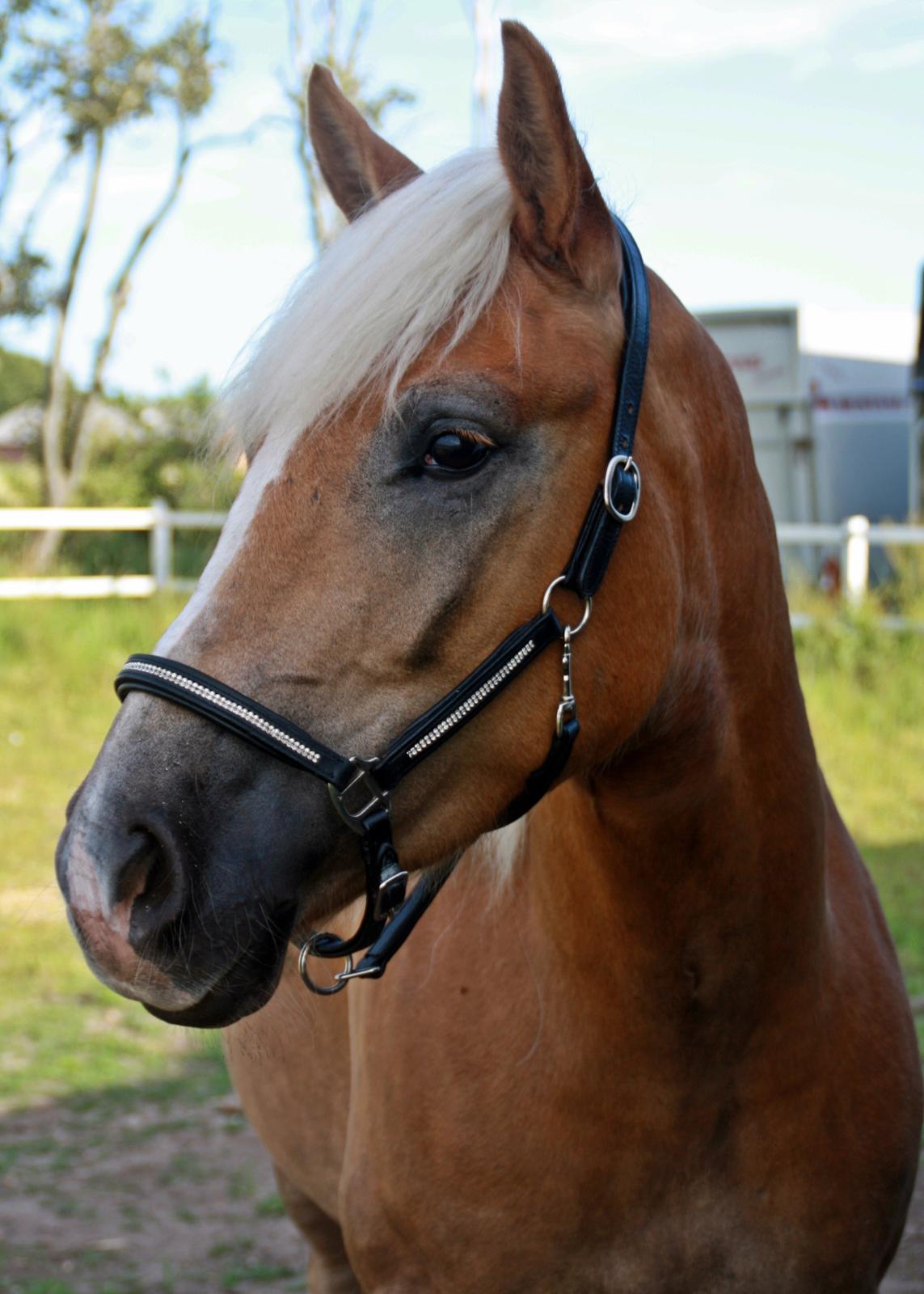 Haflinger BAILEY - 22.7.2013 billede 11