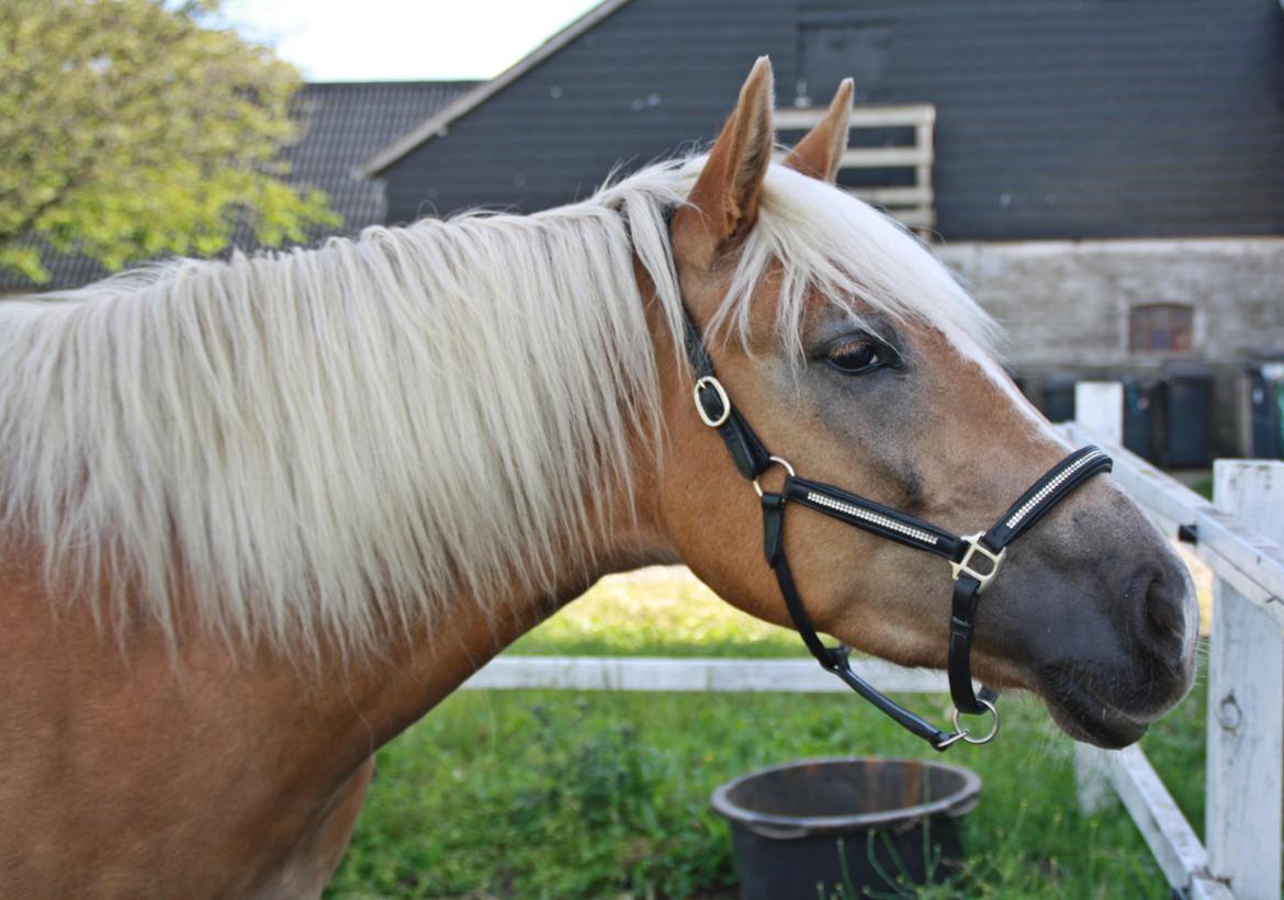 Haflinger BAILEY - 22.7.2013 billede 19