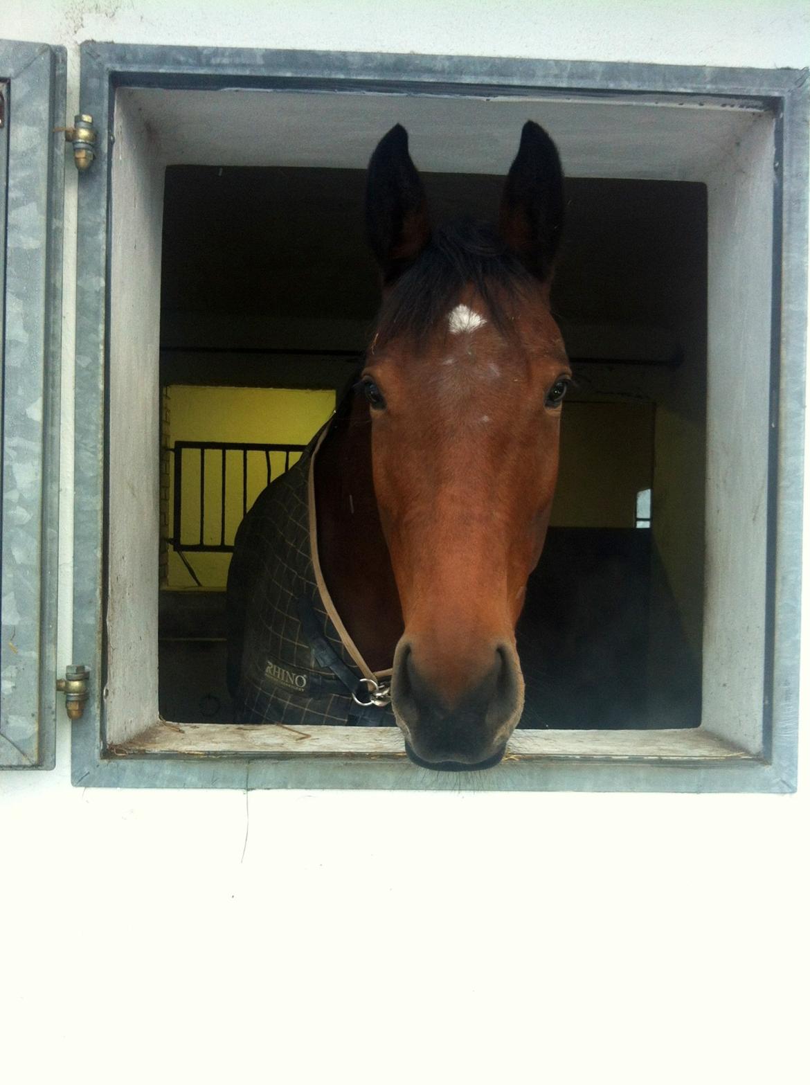 Dansk Varmblod Halina L. - HEJ - siger Linse! Er glad for det vindue, så jeg kan se, hvad der sker udenfor :) billede 2