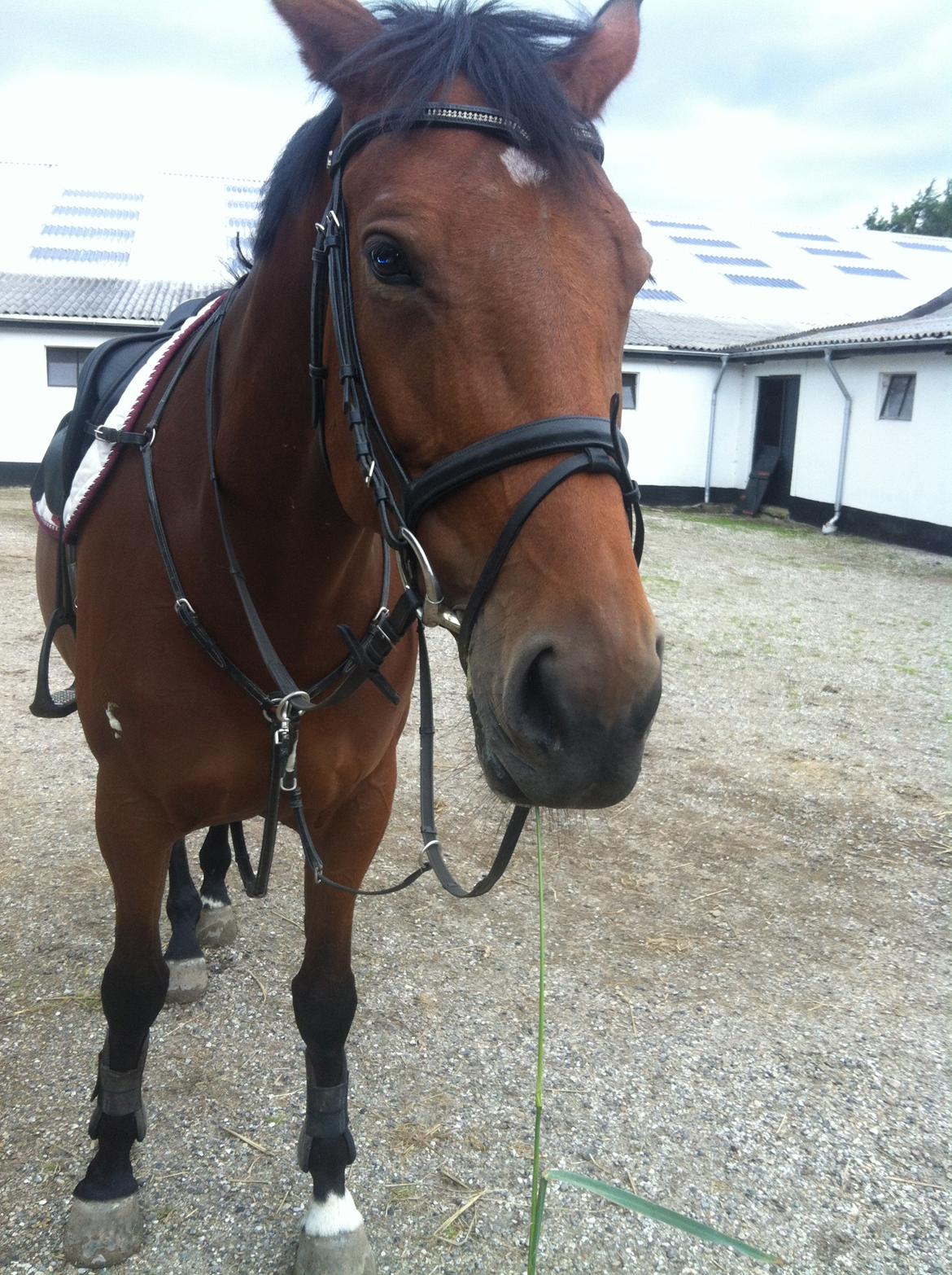 Dansk Varmblod Halina L. - Linse har lige været på skovtur og har hygget sig undervejs med et langt græsstå ;) billede 3