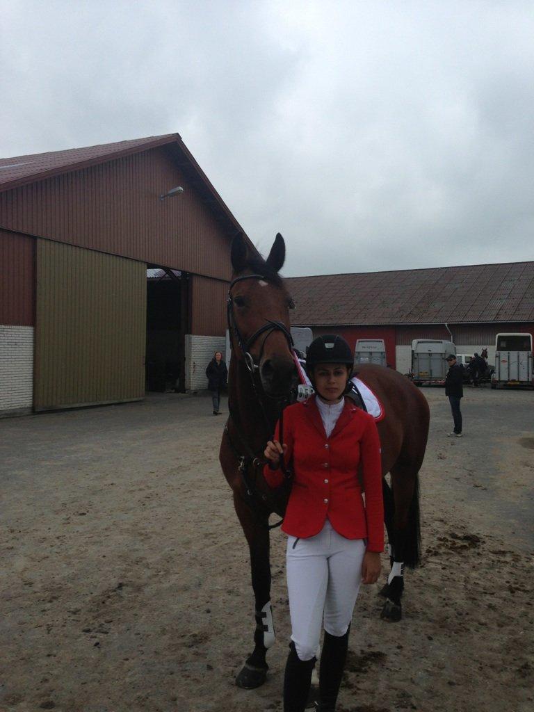 Dansk Varmblod Halina L. billede 8