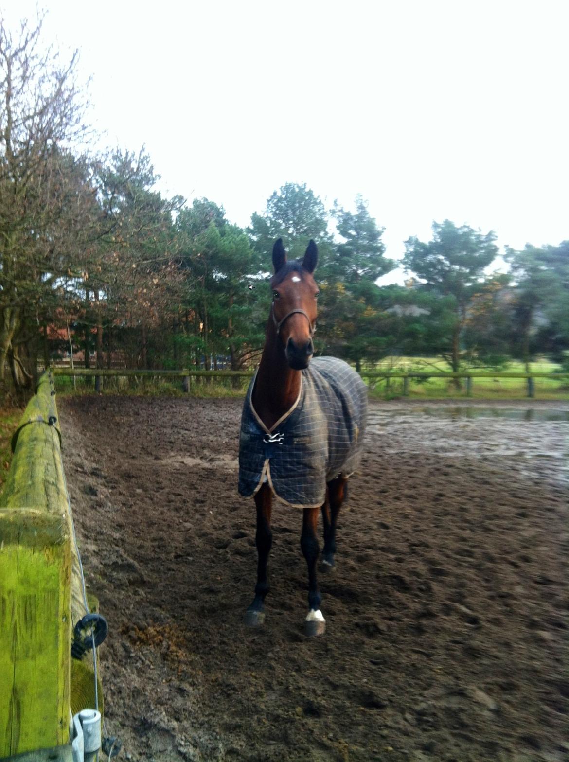 Dansk Varmblod Halina L. - Venter på at Capone kommer ud og leger. billede 6