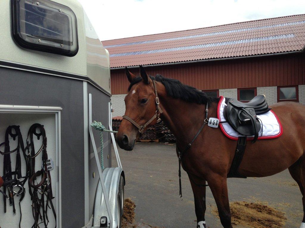 Dansk Varmblod Halina L. billede 10