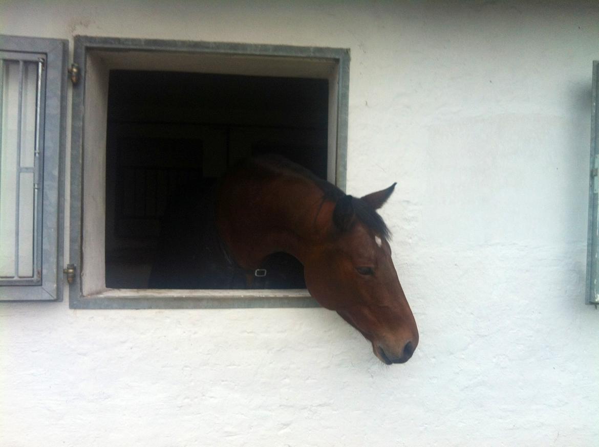 Dansk Varmblod Halina L. billede 11