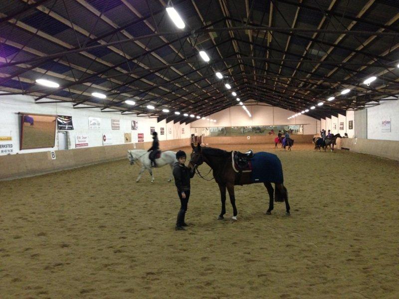 Dansk Varmblod Halina L. - Linse - November 2012 billede 13