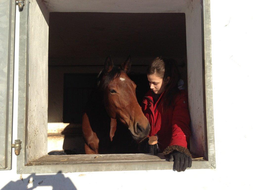 Dansk Varmblod Halina L. billede 14