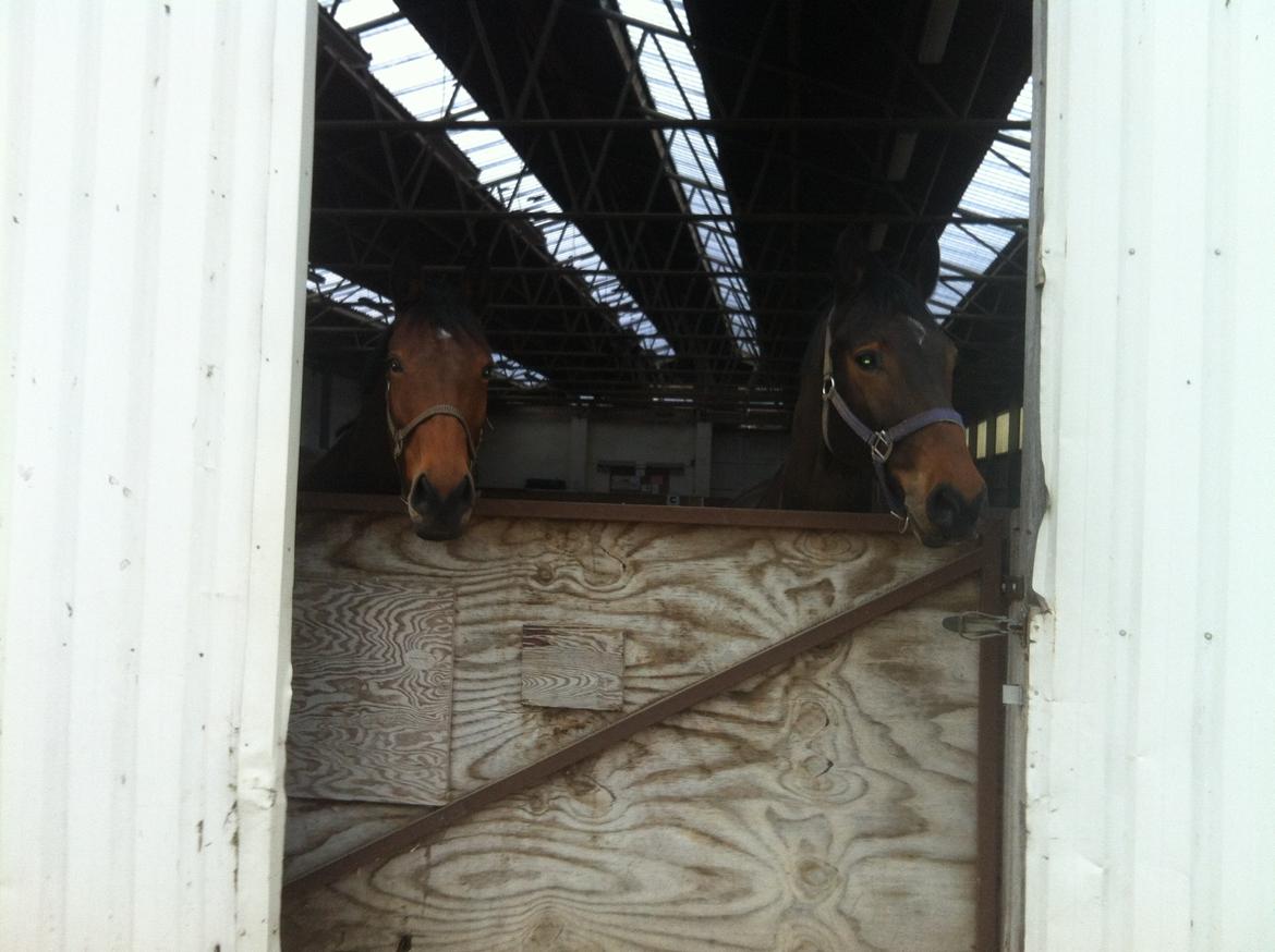 Dansk Varmblod Halina L. - Mig og min bedste ven Capone :) billede 9