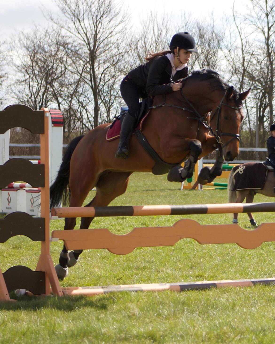 Dansk Varmblod Halina L. - Første gang Linse springer på græs med mordax billede 5