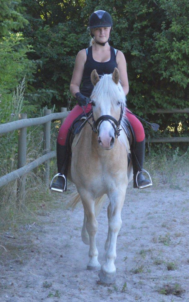 Haflinger All Star - Velkommen til All Stars profil billede 2