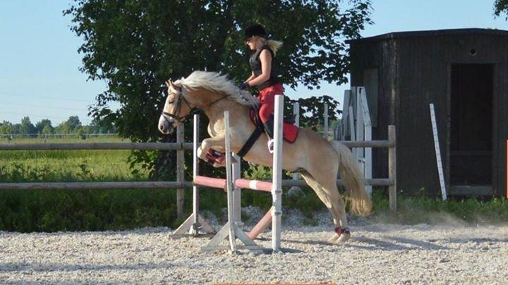 Haflinger All Star - Spring undervisning, 80 cm. billede 8