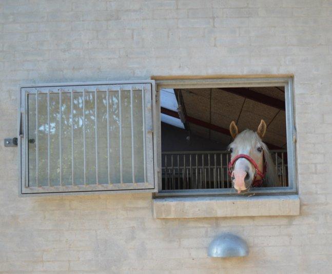 Haflinger All Star - Tak for kigget, læg gerne en kommentar og bedømmelse billede 12