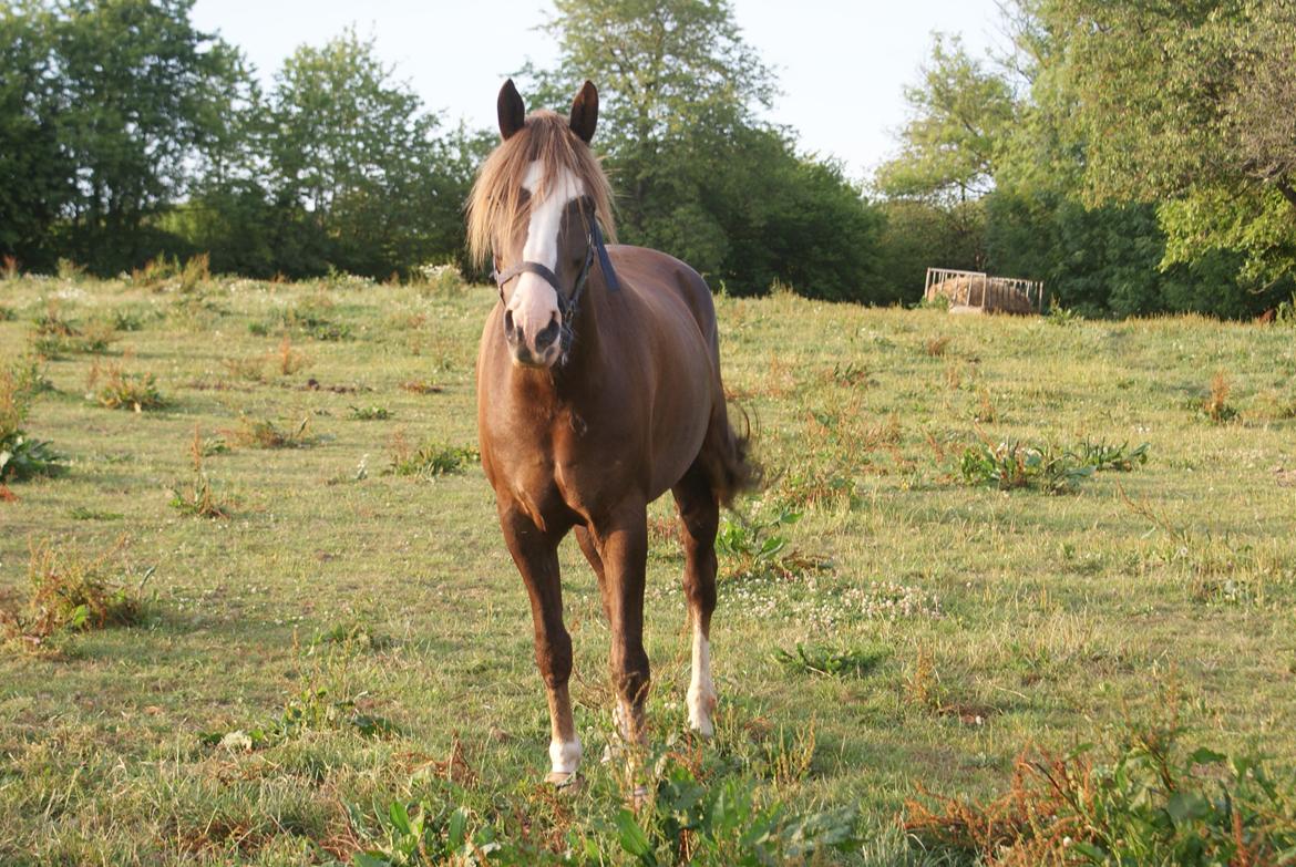 New Forest Tingvalla´s Vineyard - Babyboo! billede 3