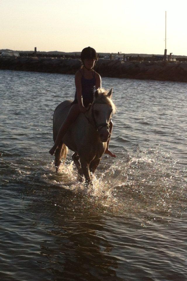 Welsh Pony af Cob-type (sec C) Rosengårdens nathowra - Sommerferie - 2013 <3 billede 5