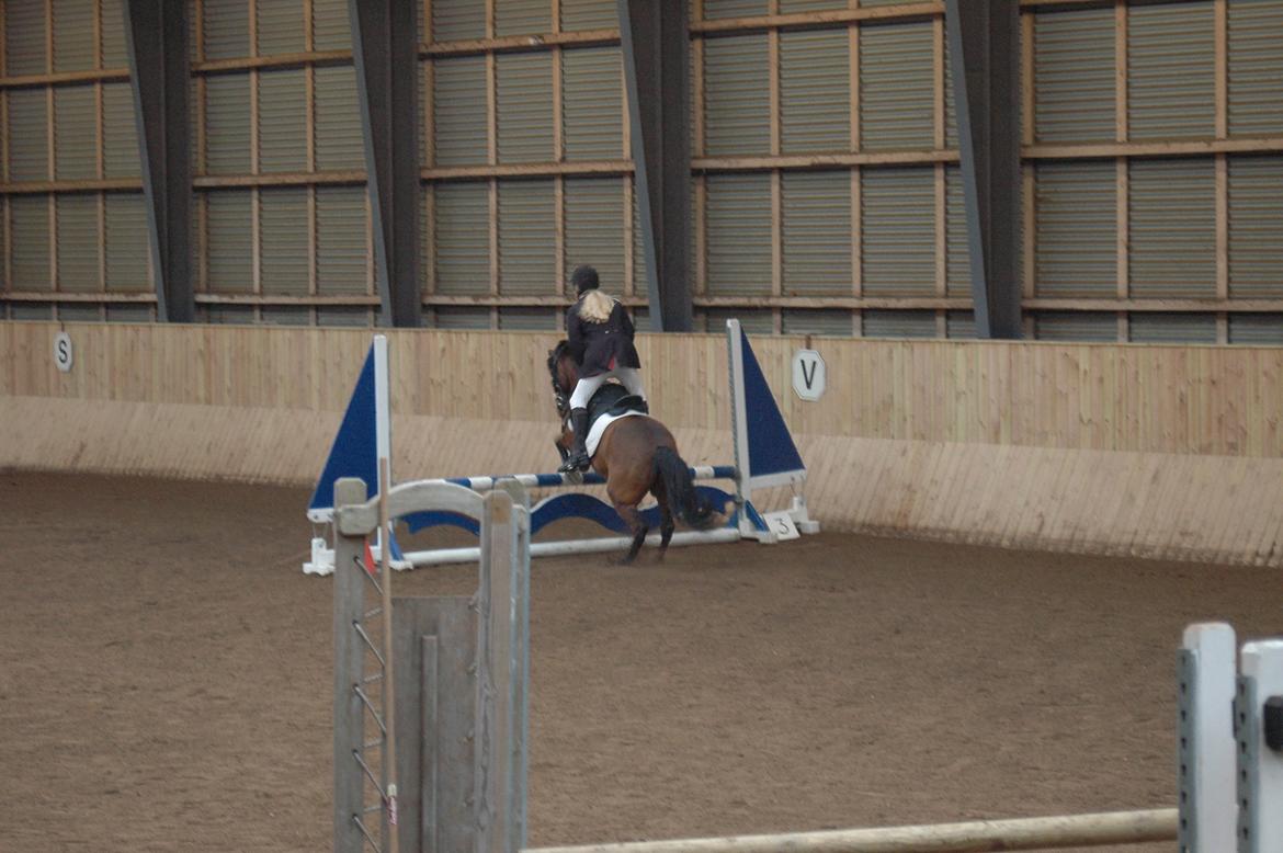 Anden særlig race Joker billede 10