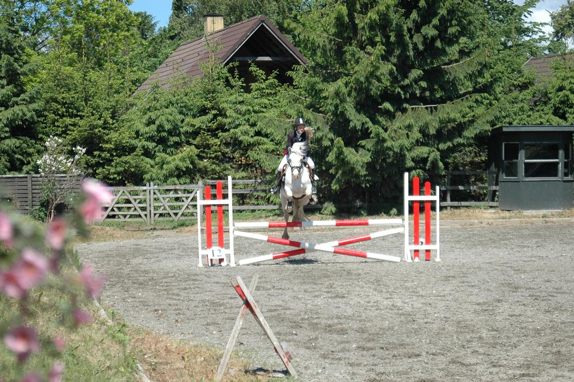 Anden særlig race Troldebo´s Bella billede 12