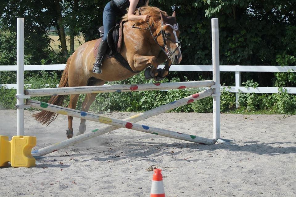 New Forest Engdalens Wendy - min bedste ven <3 - over 1m tror jeg <3 Foto: Nana billede 22