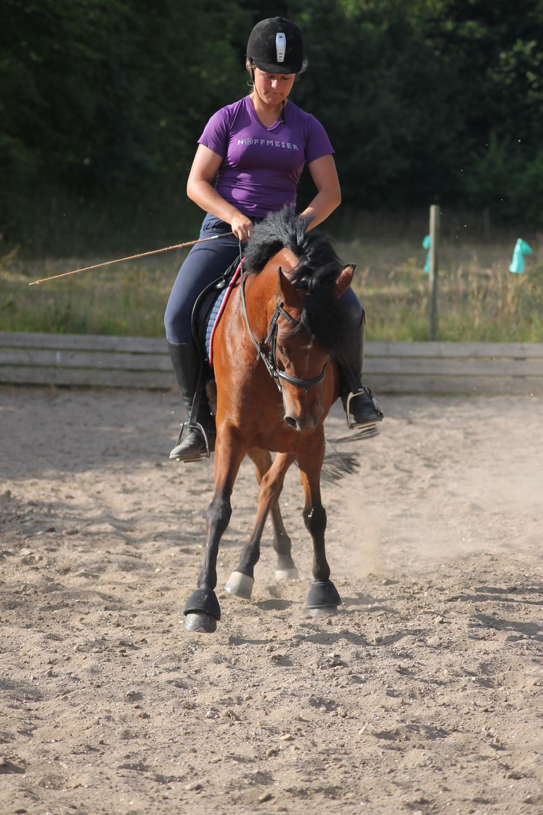 Welsh Partbred (Sec F) Amigo Citrus - Schenkelvigning :-) billede 19