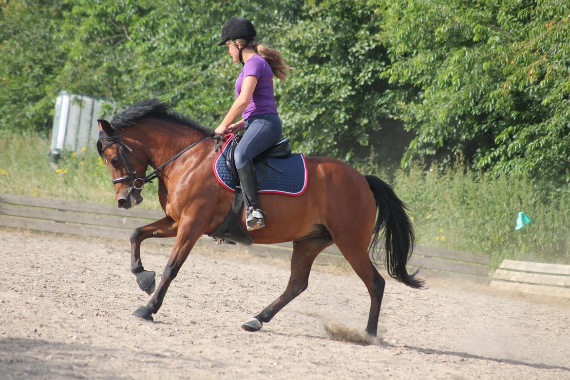 Welsh Partbred (Sec F) Amigo Citrus billede 13