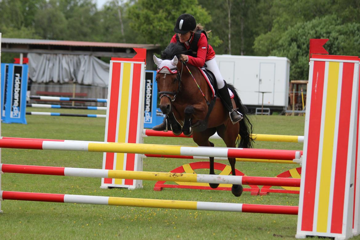 Welsh Partbred (Sec F) Amigo Citrus - LA** billede 20