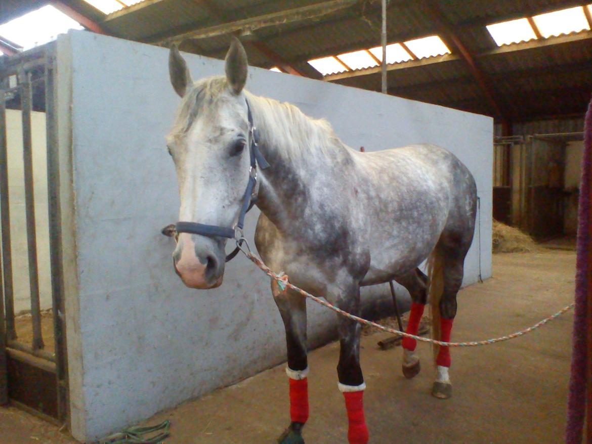 Dansk Varmblod |  Carola - @Copyrigth billede 3