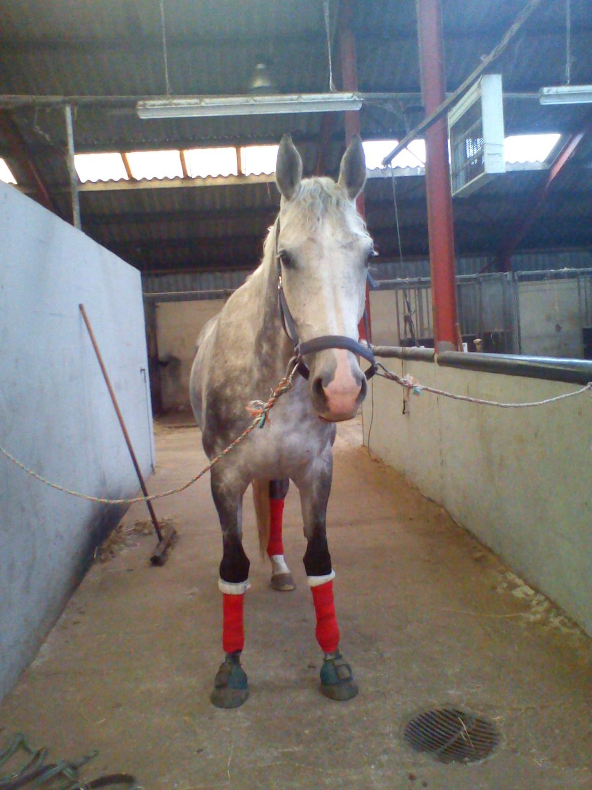 Dansk Varmblod |  Carola - @Copyrigth billede 4