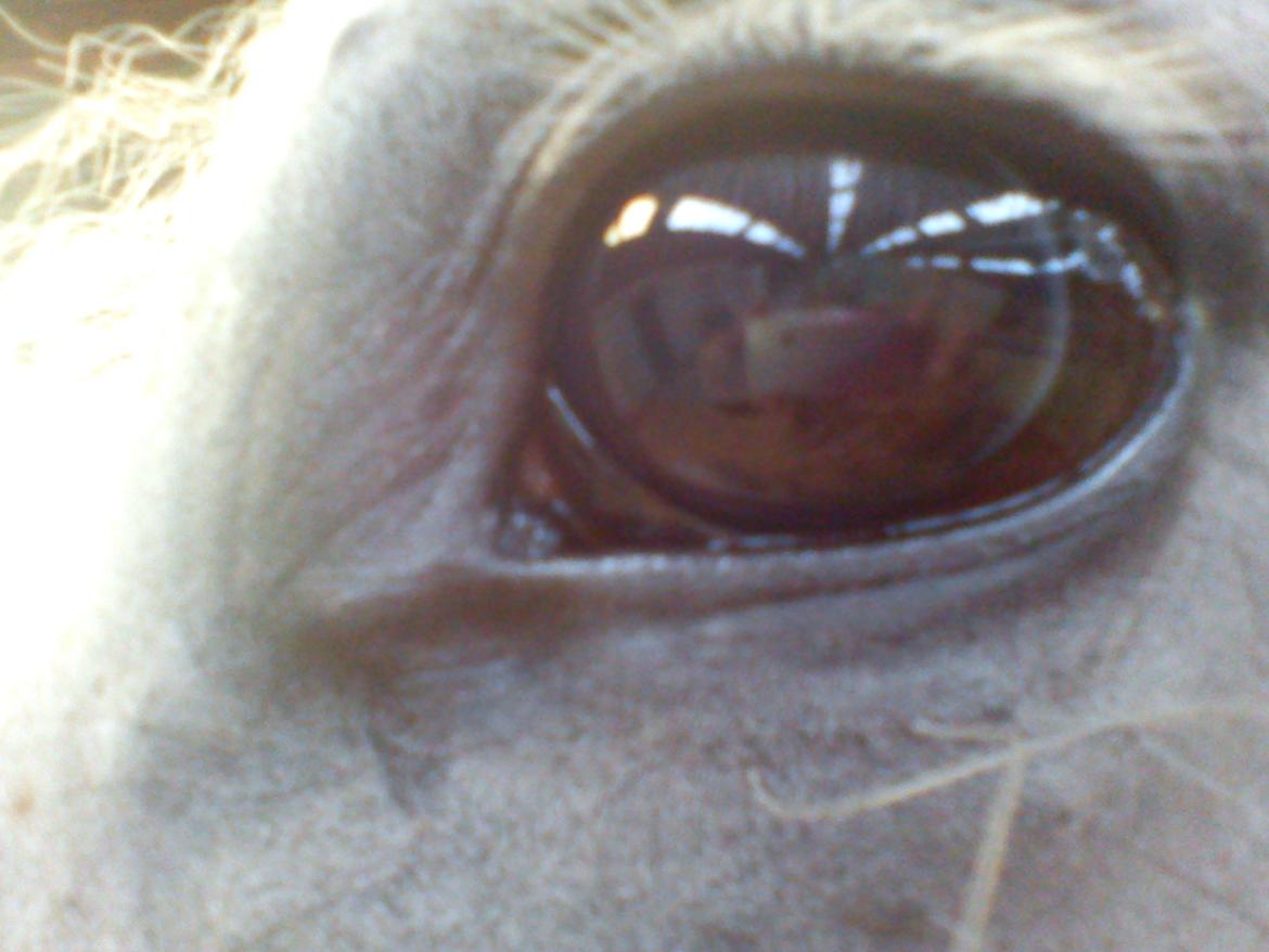 Dansk Varmblod |  Carola - @Copyrigth billede 5