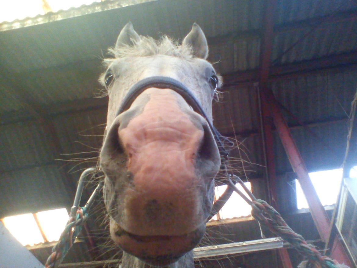 Dansk Varmblod |  Carola - @Copyrigth billede 6