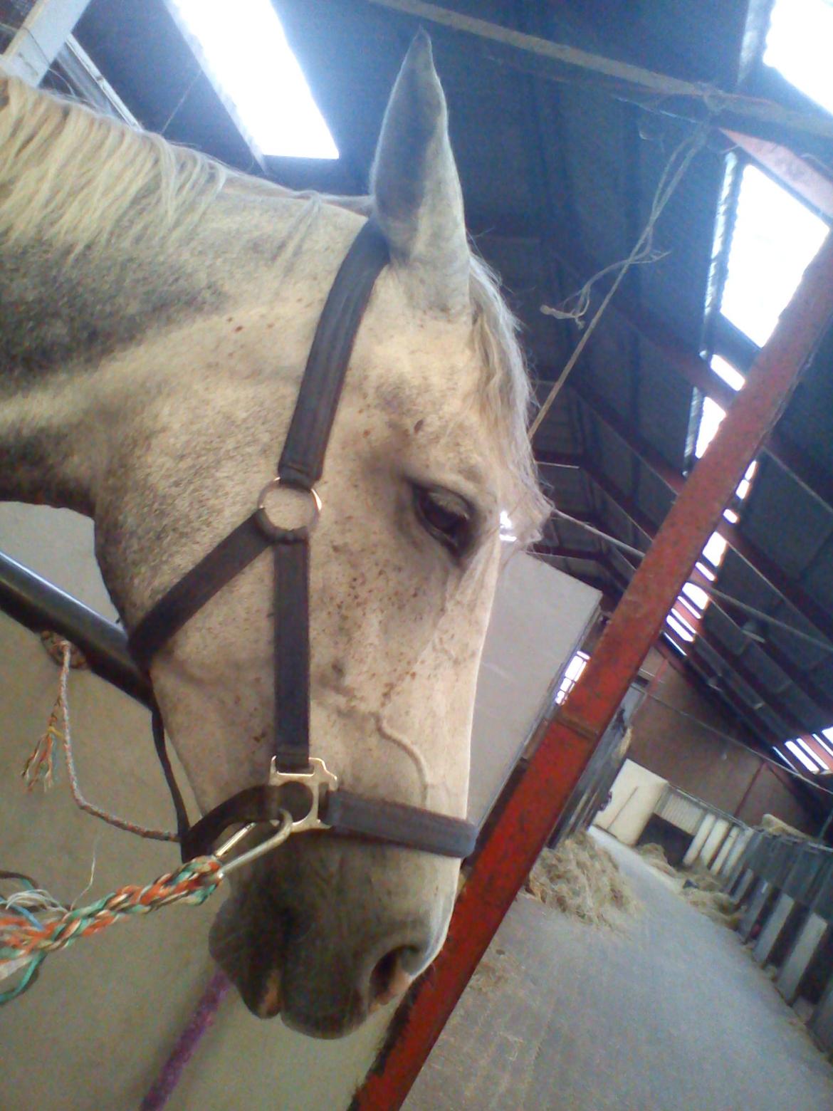 Dansk Varmblod |  Carola - @Copyrigth billede 7