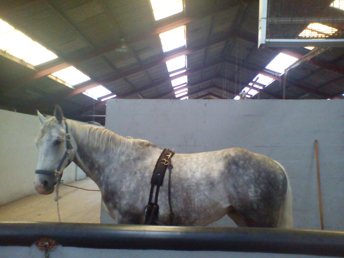 Dansk Varmblod |  Carola - @Copyrigth billede 8