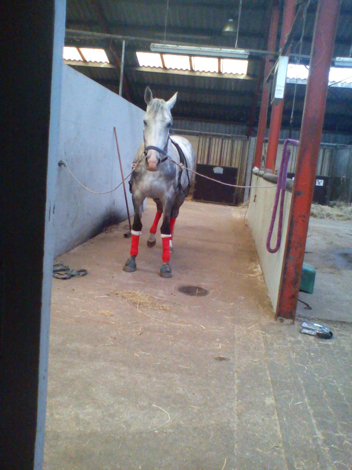 Dansk Varmblod |  Carola - @Copyrigth billede 9