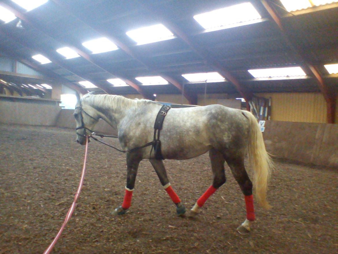 Dansk Varmblod |  Carola - @Copyrigth billede 10