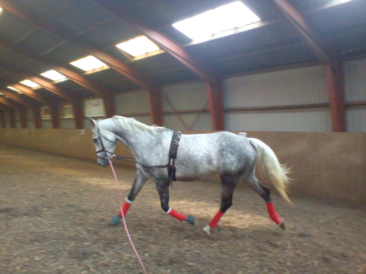 Dansk Varmblod |  Carola - @Copyrigth billede 11