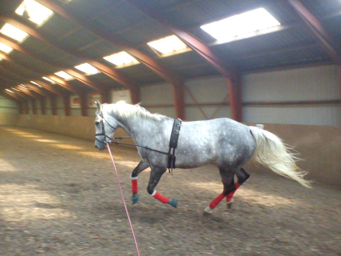 Dansk Varmblod |  Carola - @Copyrigth billede 12