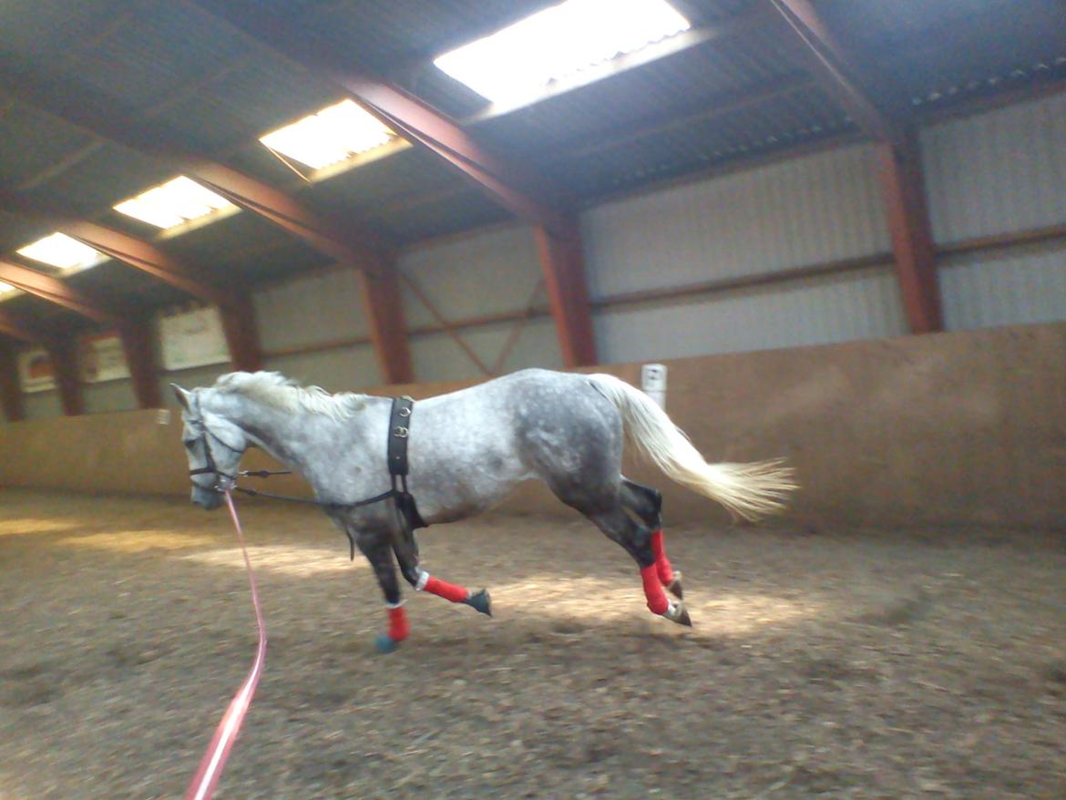 Dansk Varmblod |  Carola - @Copyrigth billede 13