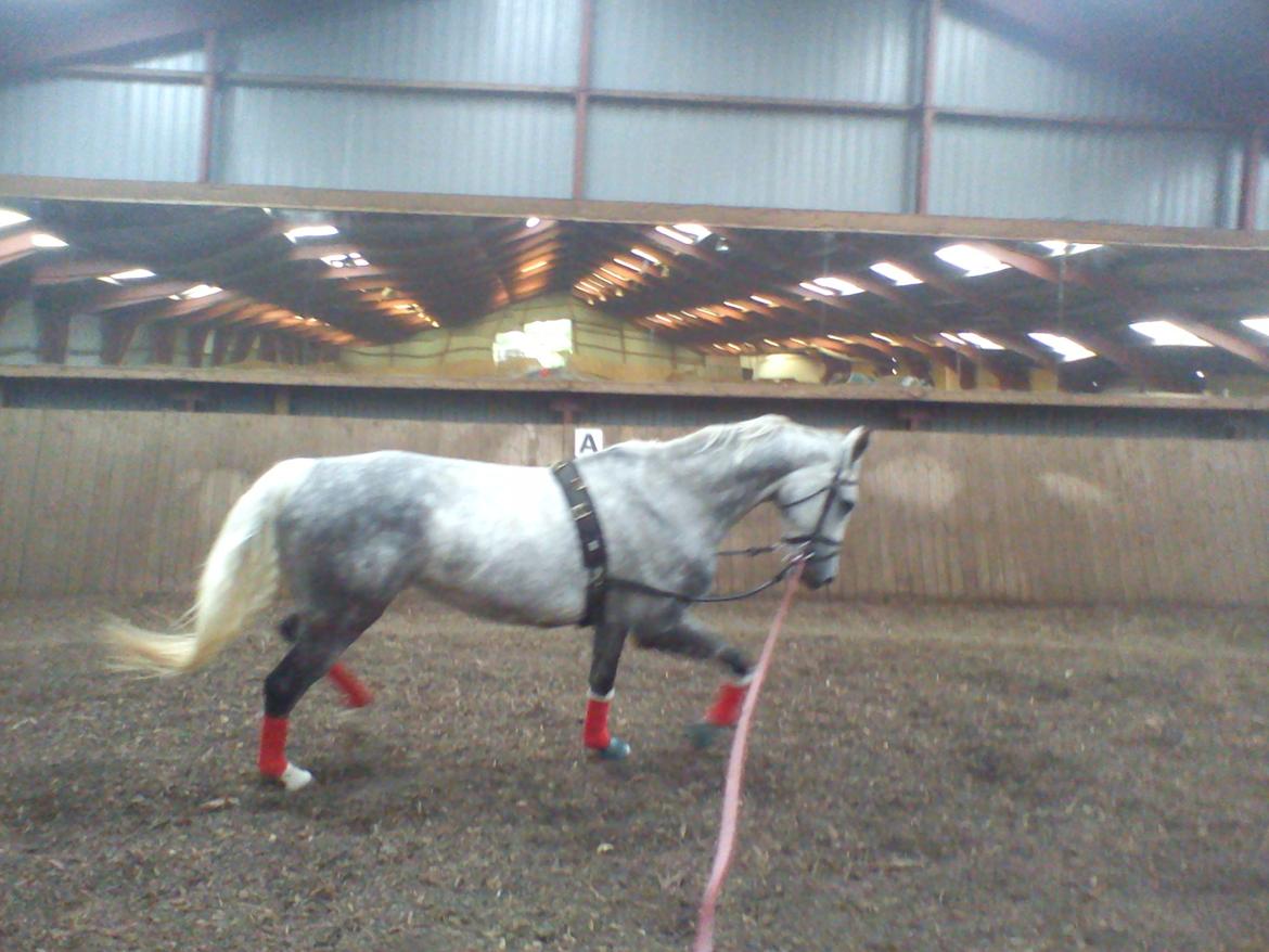 Dansk Varmblod |  Carola - @Copyrigth billede 14