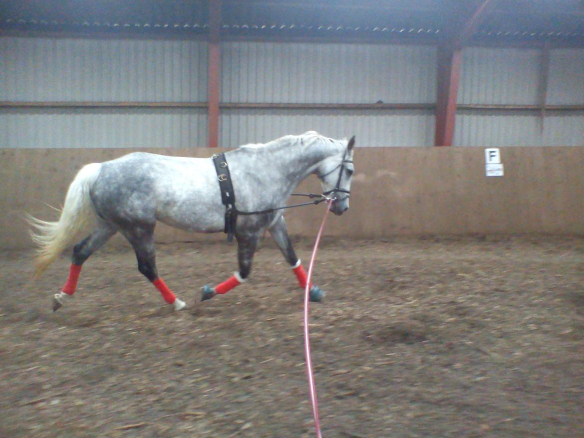 Dansk Varmblod |  Carola - @Copyrigth billede 15